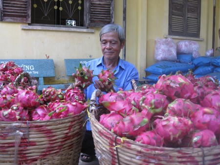 Dragon fruit prices drastically fall in the Mekong Delta (Photo:SGGP) Dragon fruit prices drastically fall in the Mekong Delta (Photo:SGGP)